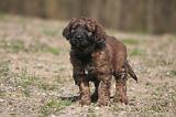 BRIARD 178
